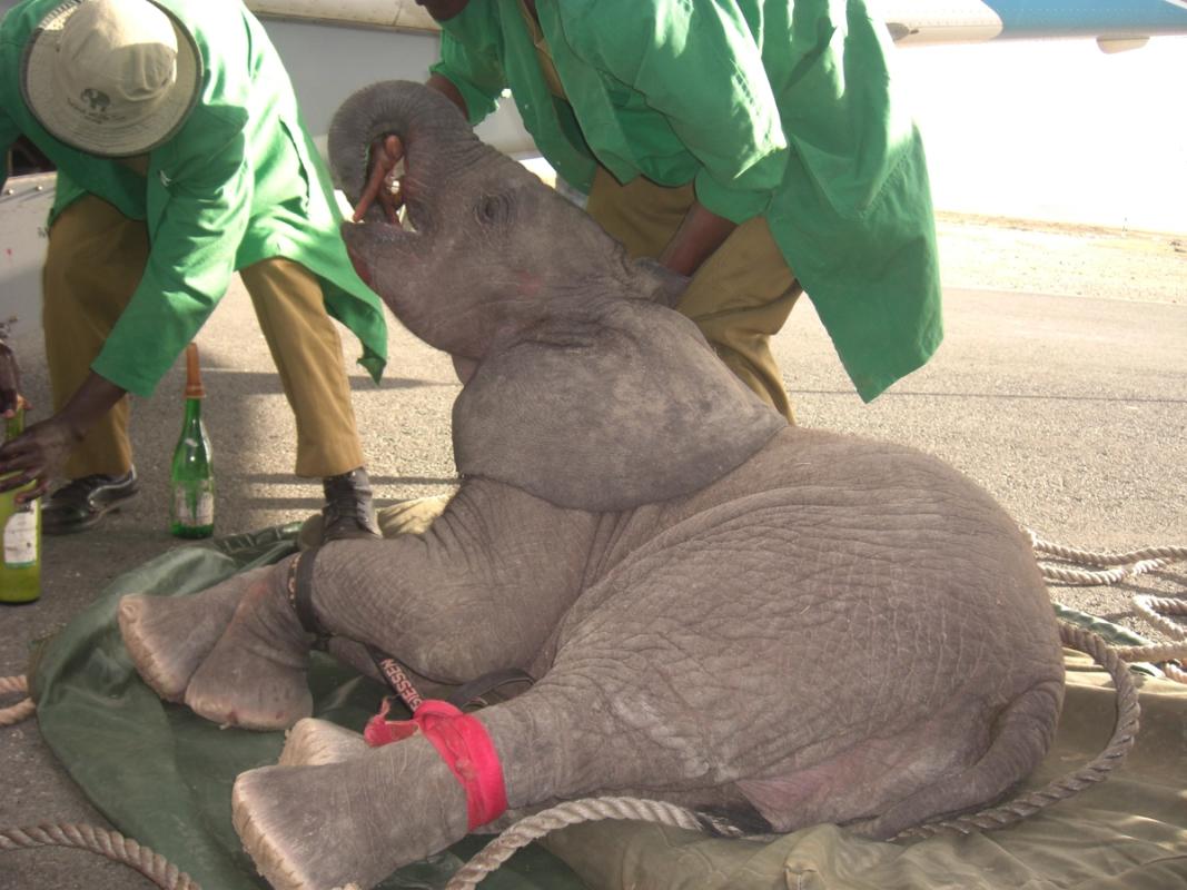 A baby elephant lies on a tarp with its legs tied, attended by two people in green uniforms outdoors.