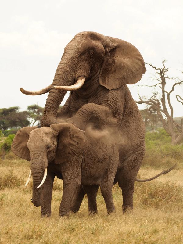 Large adult musth male, Pascal, mates with Qadija, having guarded her for a few days. This mating can be viewed on The Elephant Ethogram under the behavior, Mating. 