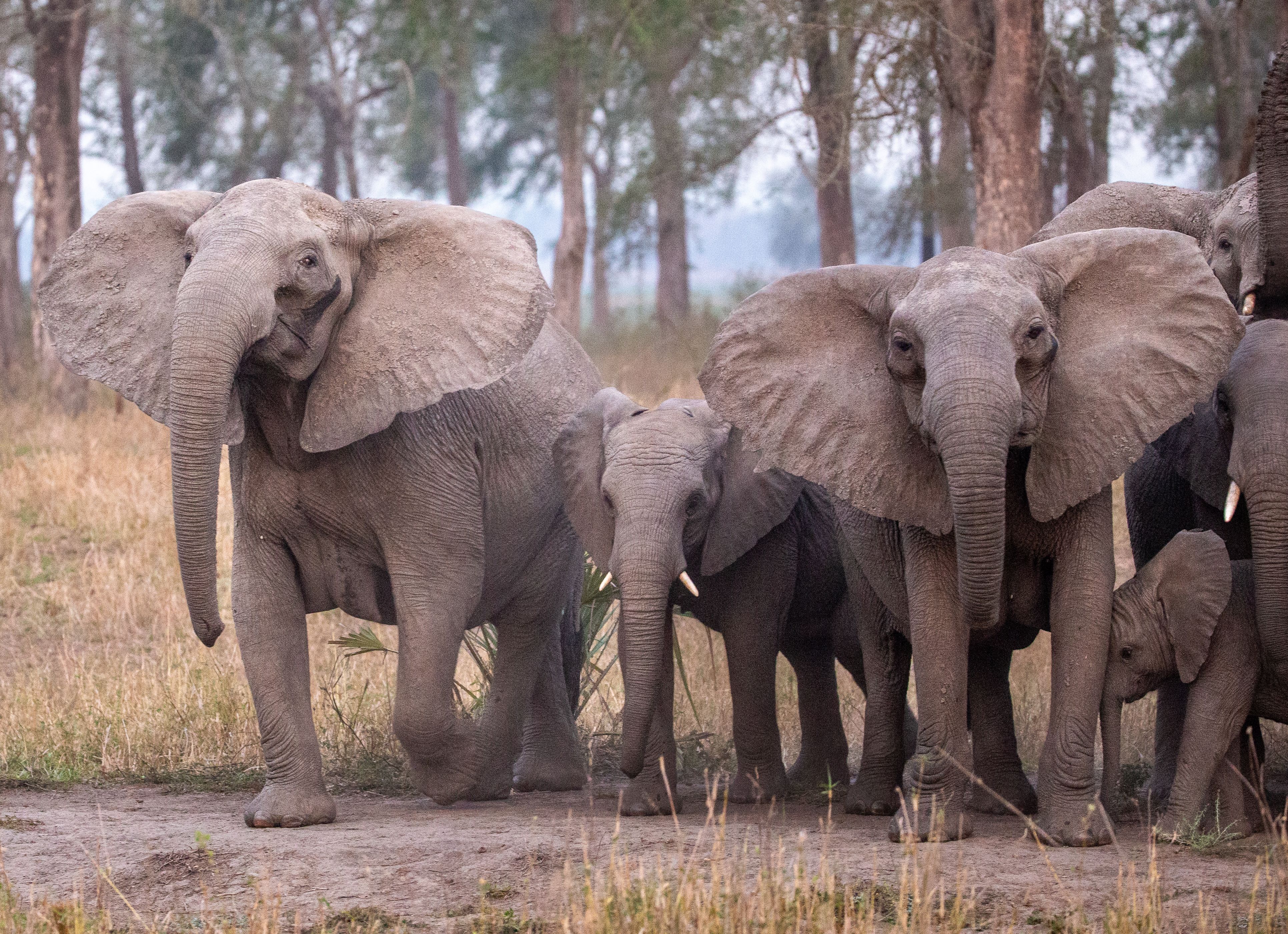 A Long History Between Humans & Elephants