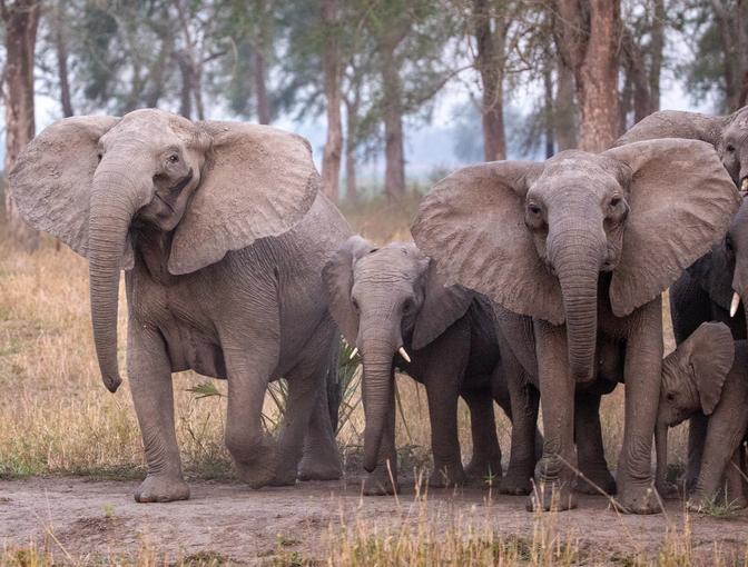 A Long History Between Humans & Elephants