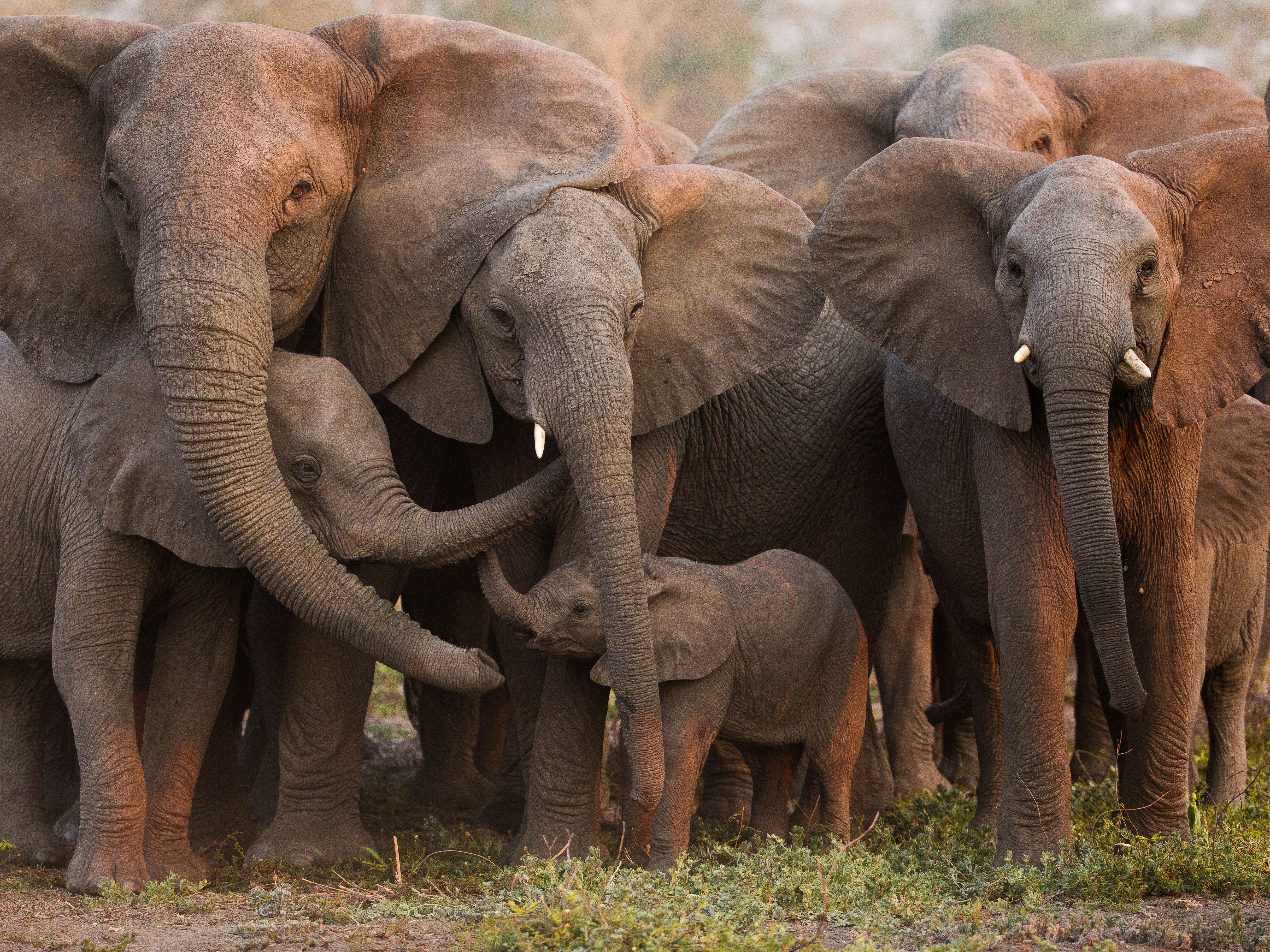 A family of elephants, including adults and calves, huddling together.
