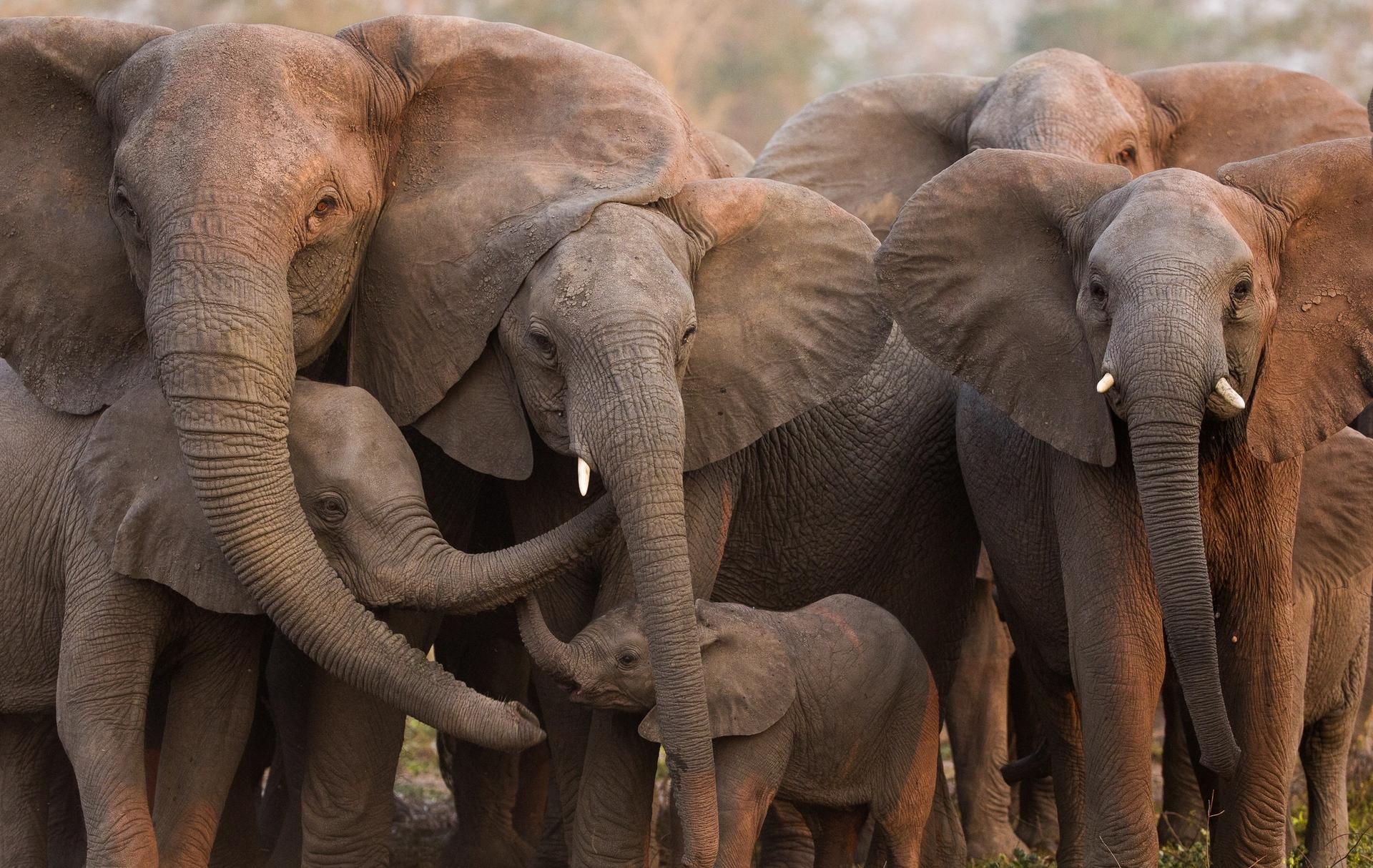 A family of elephants, including adults and calves, huddling together.