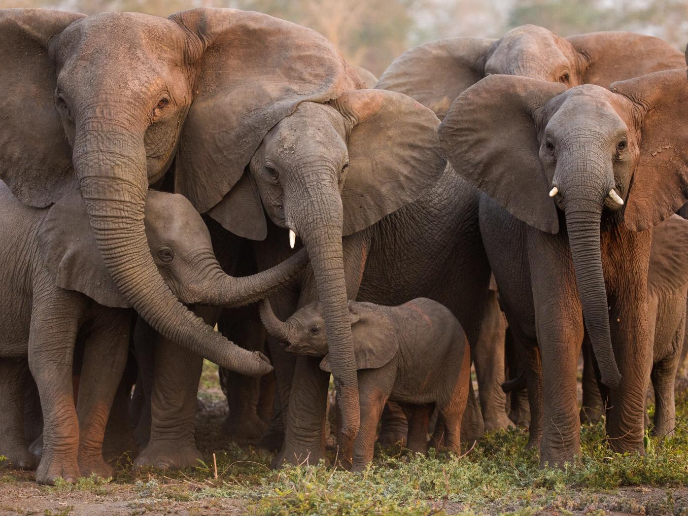 In Gorongosa a family of elephants reassure one another