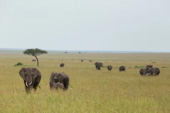 The Maasai Mara ecosystem is a living mosaic of savanna grasslands, acacia woodlands, rivers, forests, and iconic wildlife migrations, and Maasai stewardship - and elephants are central to its heartbeat.