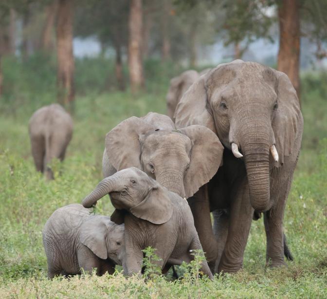 Elephant Families