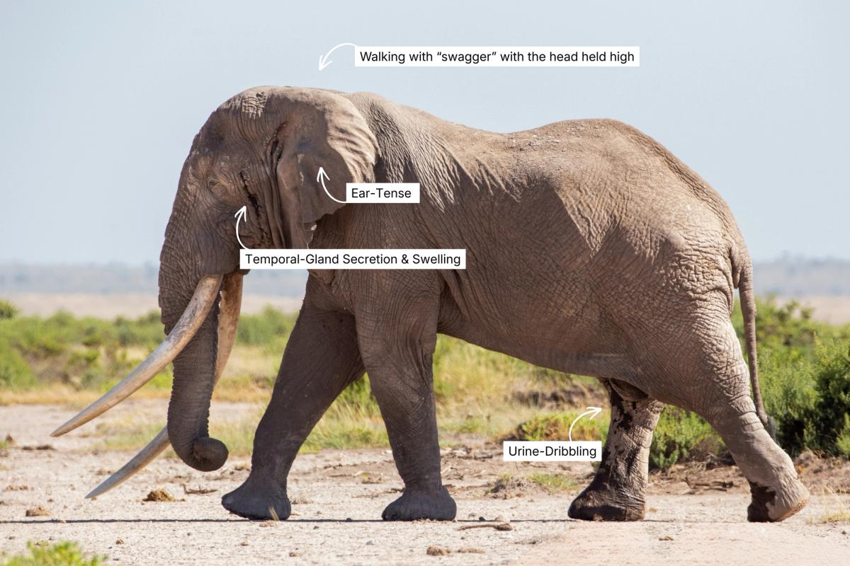 Annotated photo of a male elephant showing signs of musth: swaggering walk, tense ears, temporal gland secretion, and urine dribbling.