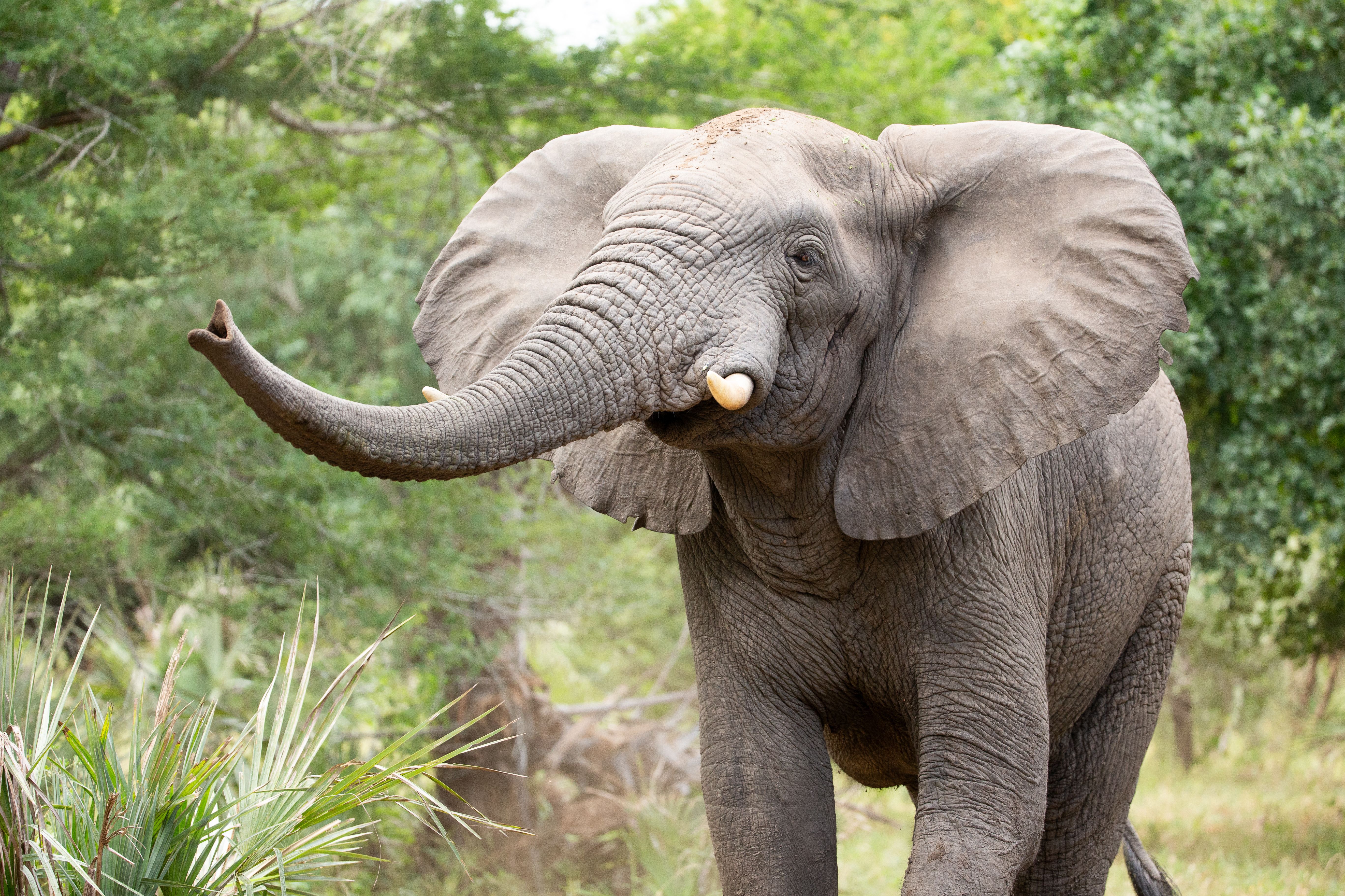 An elephant with its trunk raised and small tusks walks through a green forest.