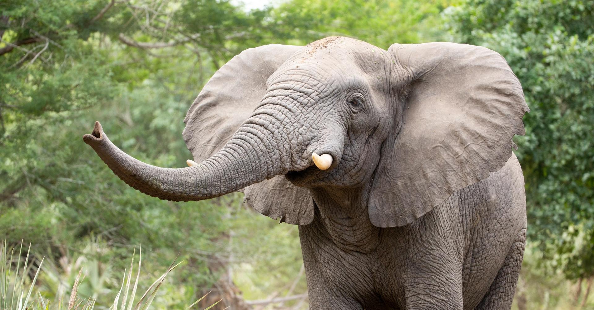 An elephant with its trunk raised and small tusks walks through a green forest.