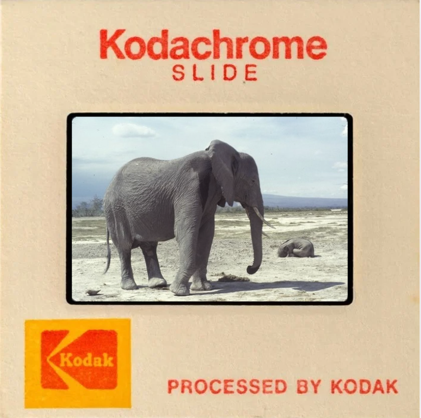 Vintage Kodachrome slide showing an adult elephant standing and a smaller elephant lying in a dry, open field.