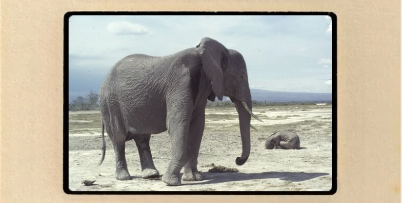 Vintage Kodachrome slide showing an adult elephant standing and a smaller elephant lying in a dry, open field.