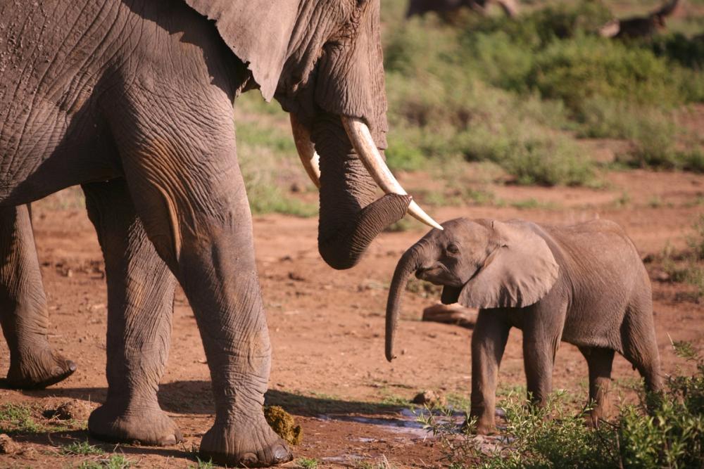 An adult elephant with tusks touches a baby elephant with its trunk on dry ground.