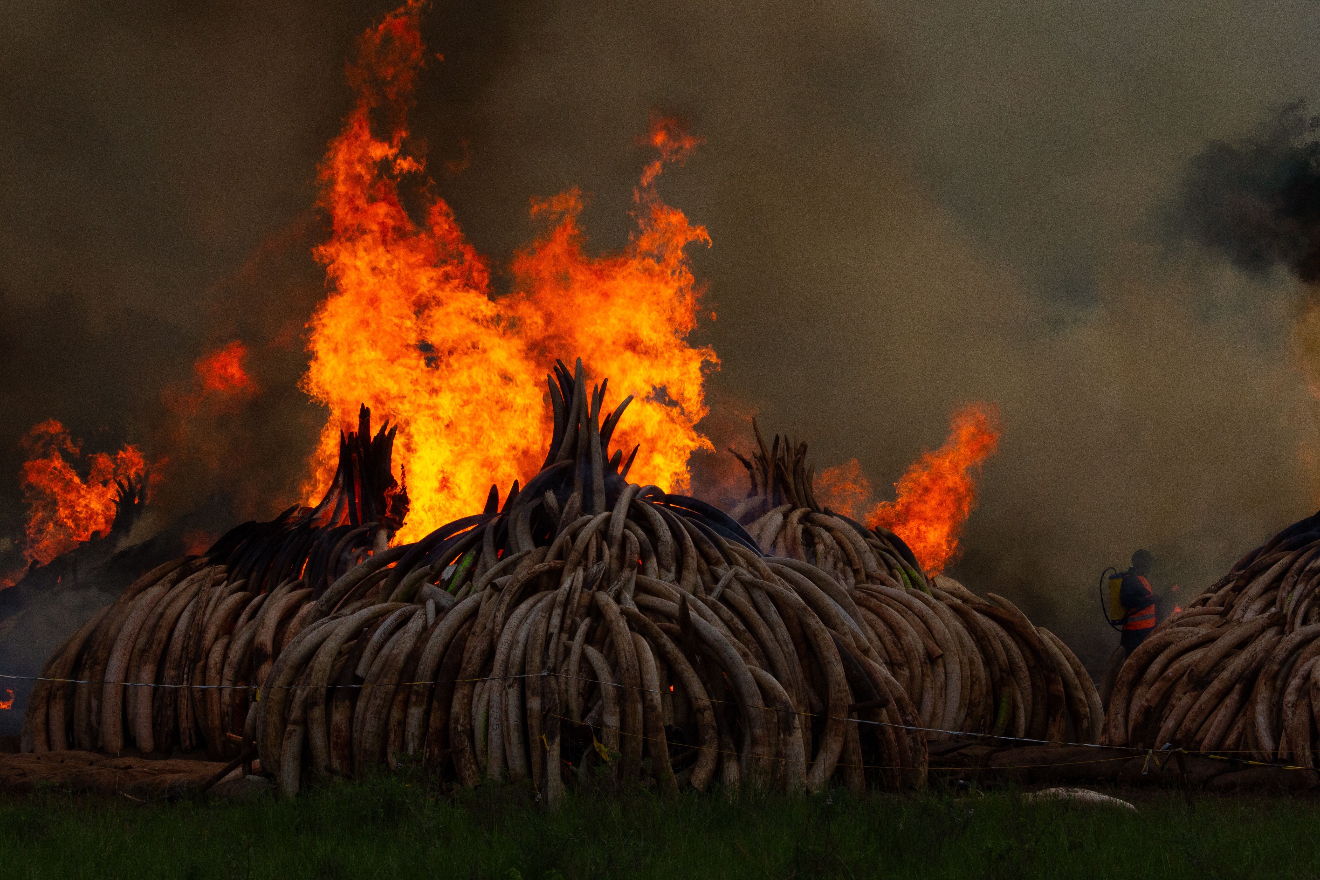 Piles of elephant ivory burning with large flames and dark smoke.