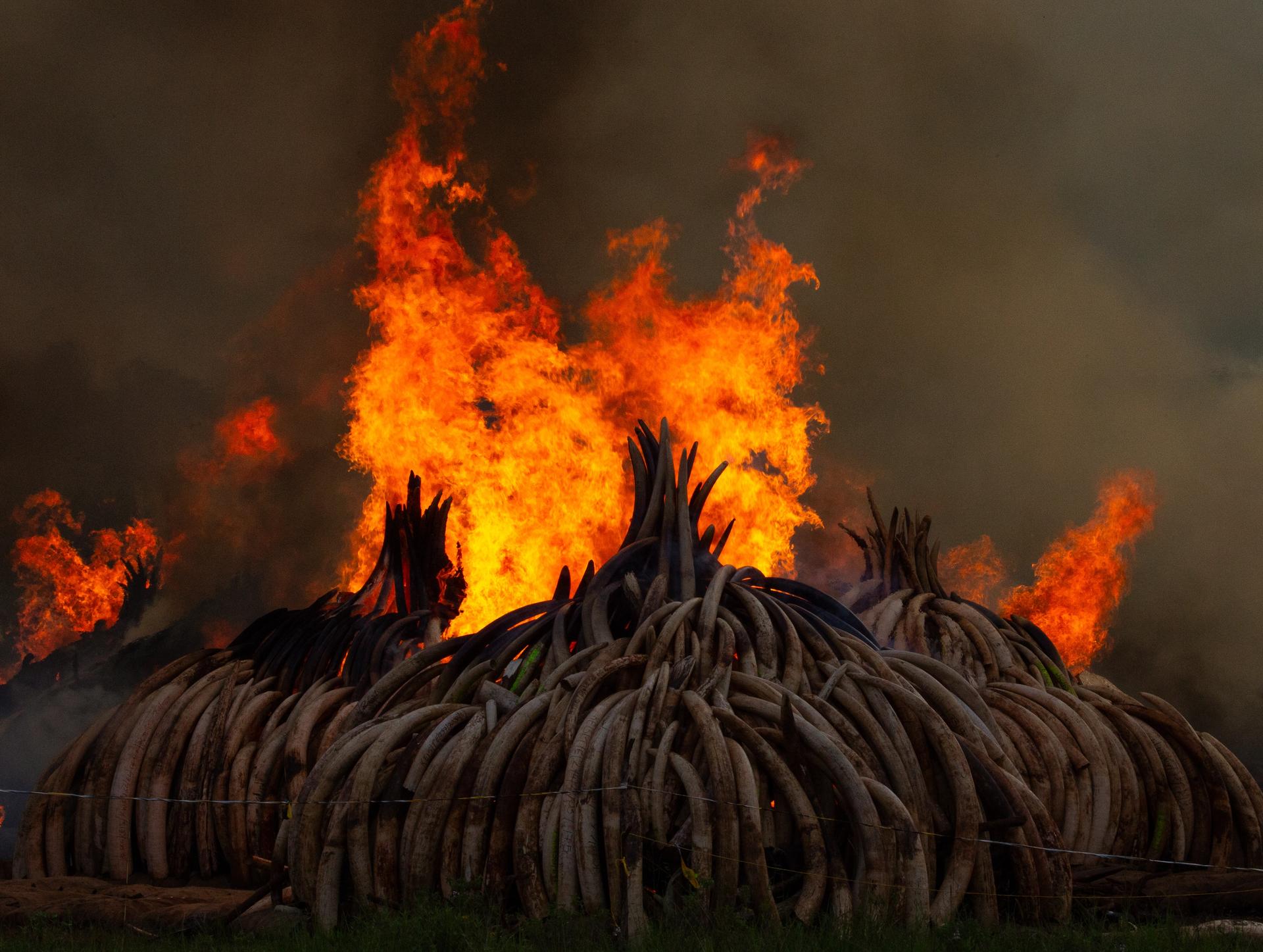 Piles of elephant ivory burning with large flames and dark smoke.