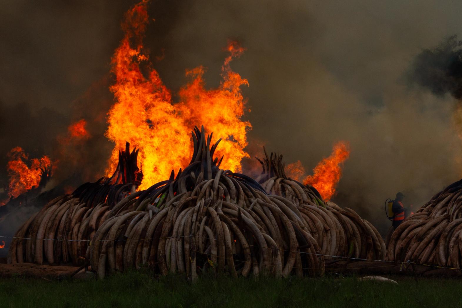 Piles of elephant tusks burning with large flames and smoke.