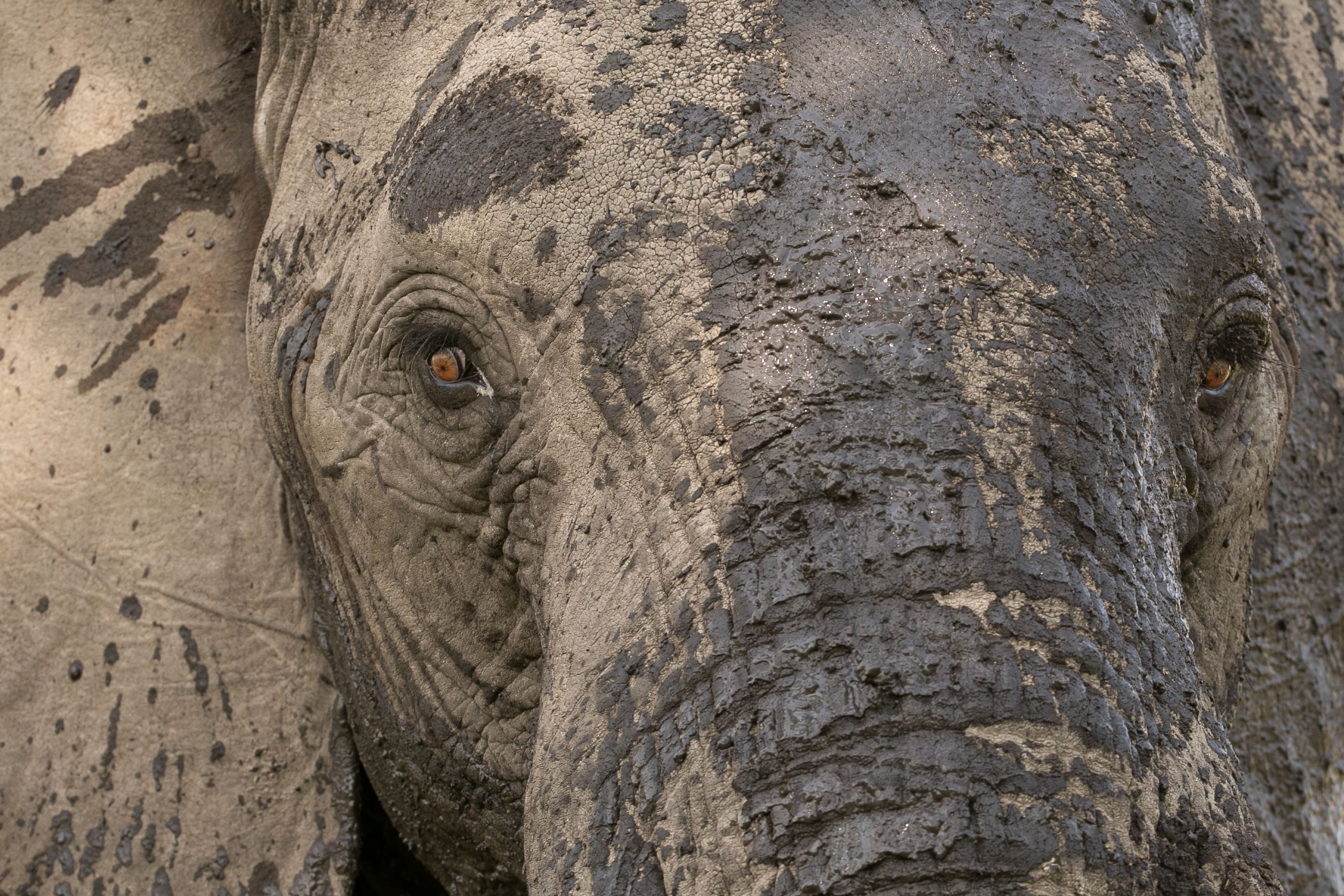 A close-up of an elephant's mud-covered face with amber eyes.
