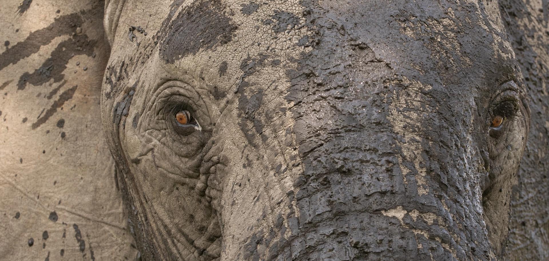 Close-up of an elephant's face covered in mud.