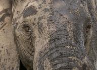 Close-up of an elephant's mud-caked face.