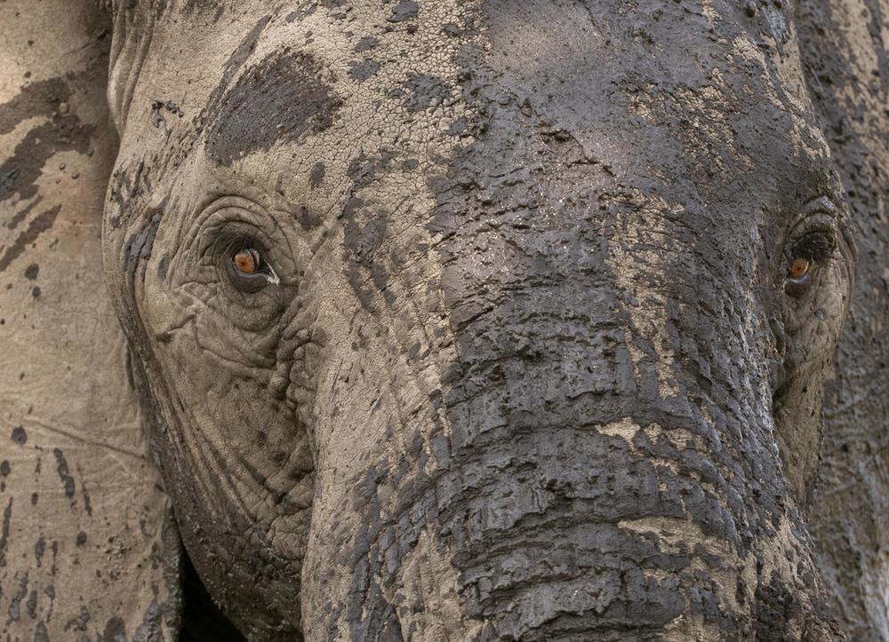 A close-up of an elephant's mud-covered face with amber eyes.
