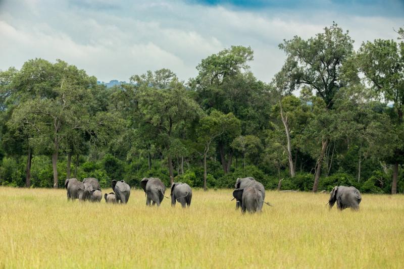 A family of elephants walks through the savanna with a forest in the background.
