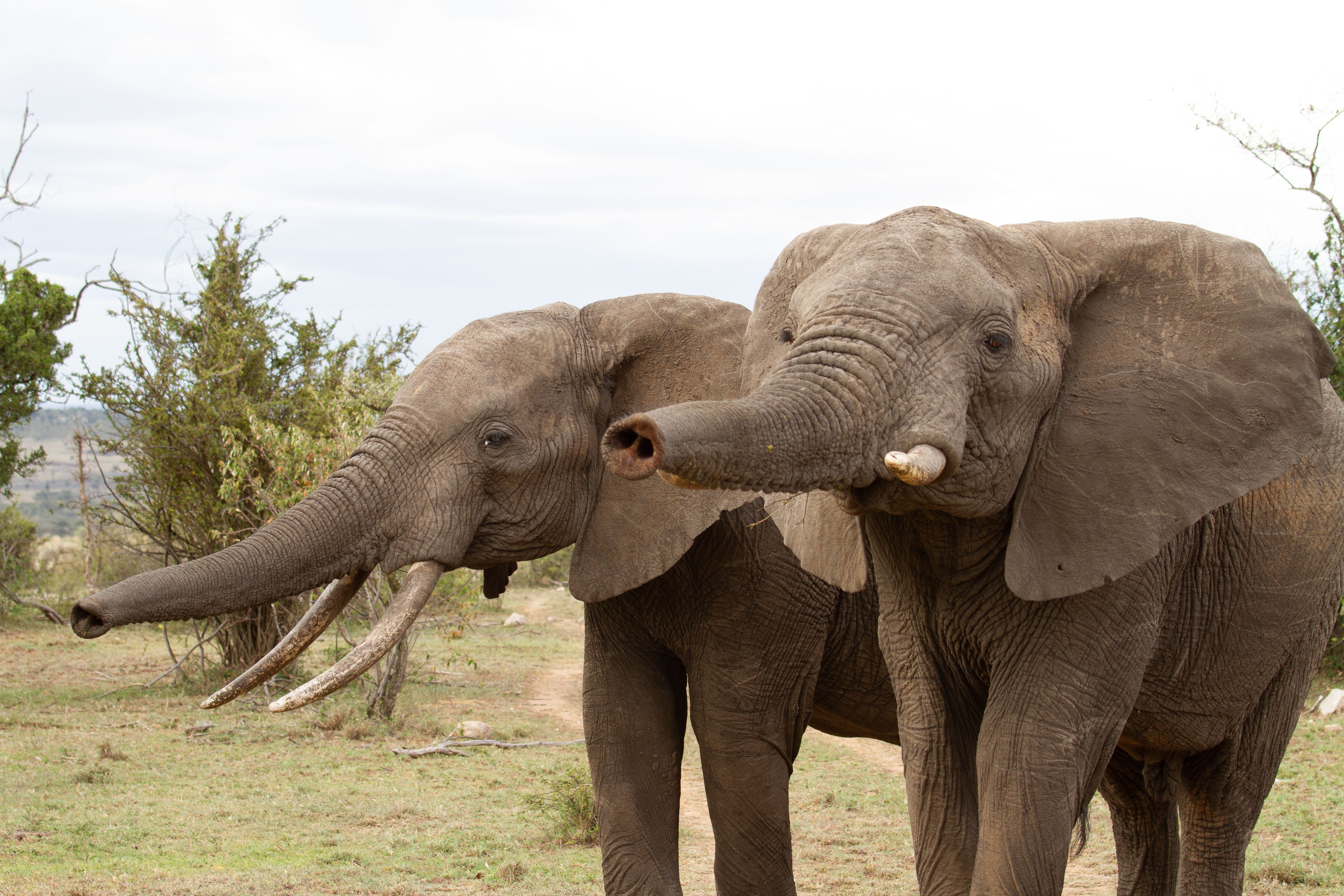 Two Mara elephants in a dry landscape, sniff toward the observer.