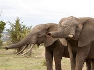 Two Mara elephants in a dry landscape, sniff toward the observer.