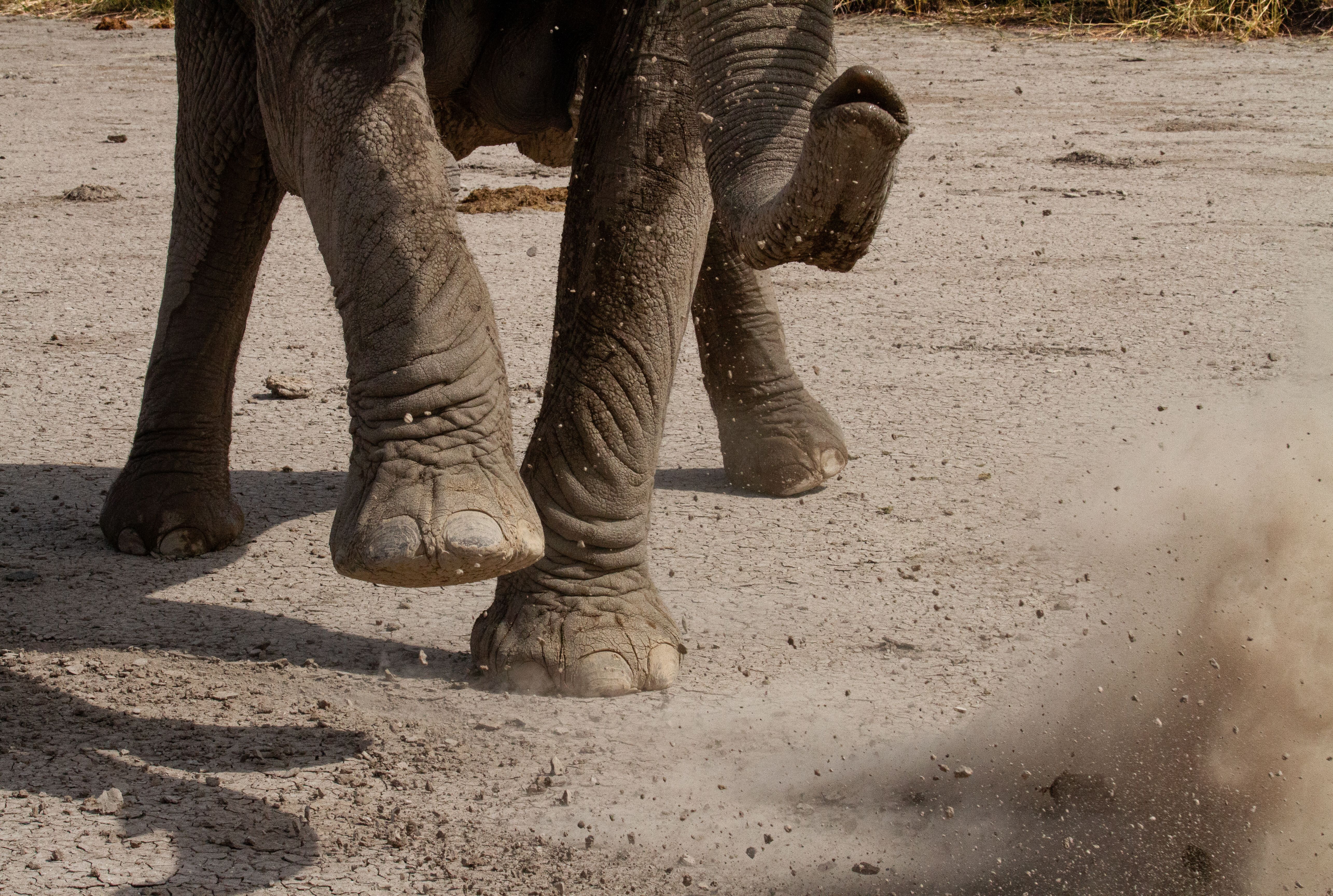 Elephant stomping on dry earth, sending dust flying.
