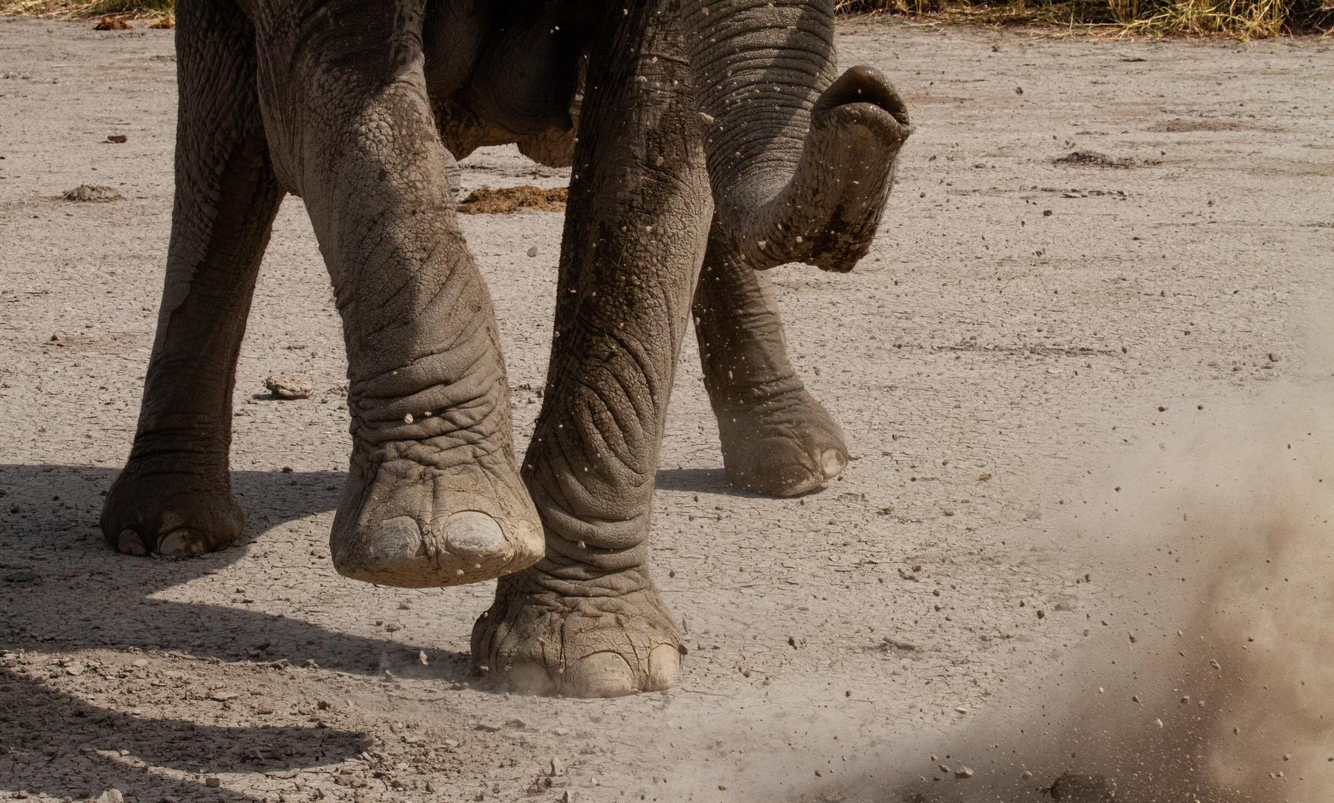 Elephant stomping on dry earth, sending dust flying.