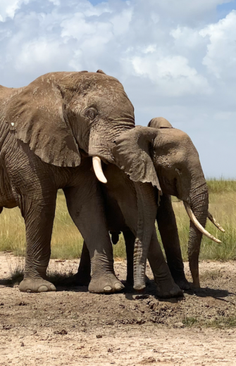 A large elephant with tusks gently touches a smaller elephant with its trunk in a savanna.