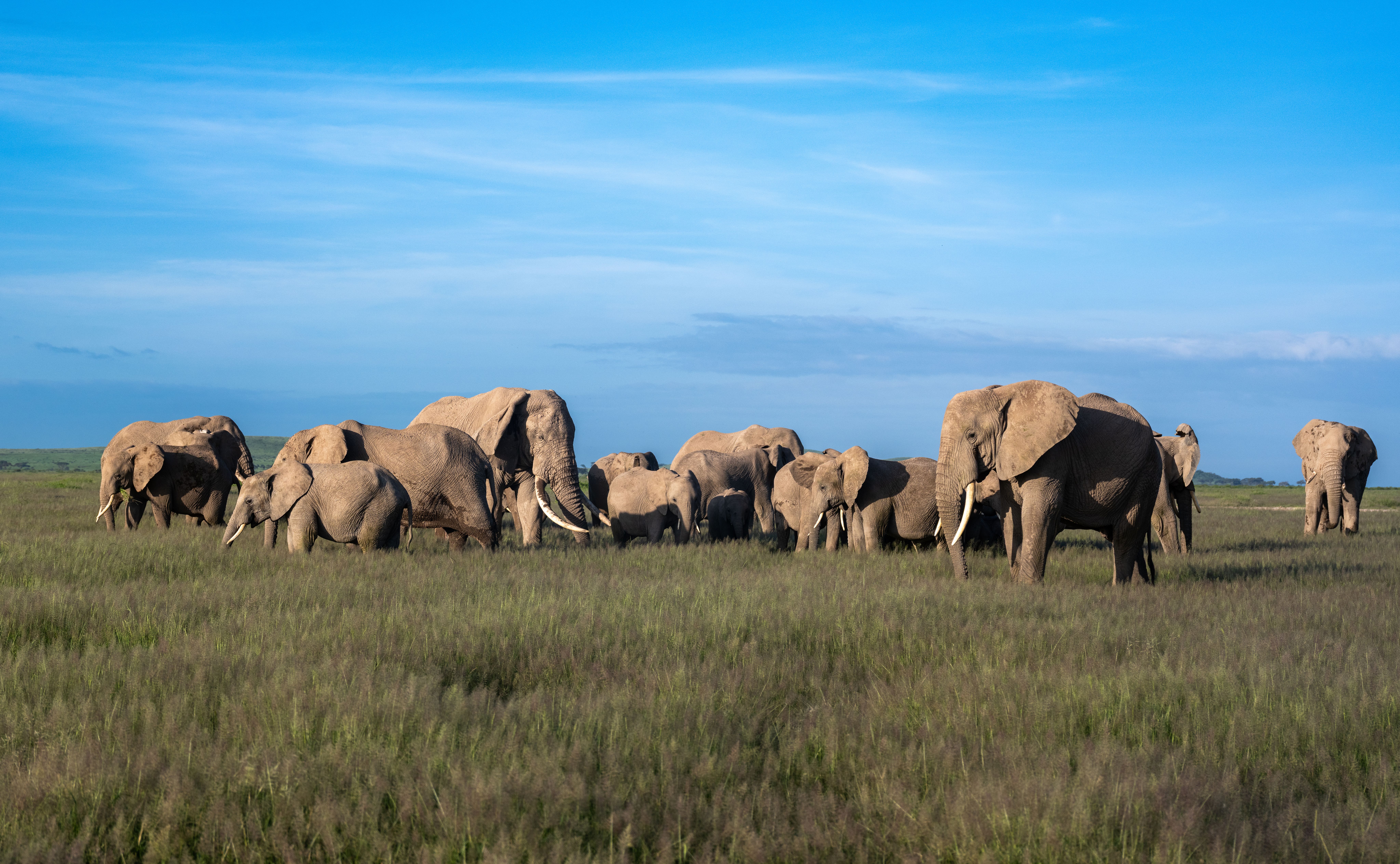 An African elephant with large tusks walks through a golden grassy field.