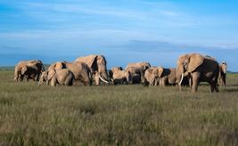 An African elephant with large tusks walks through a golden grassy field.