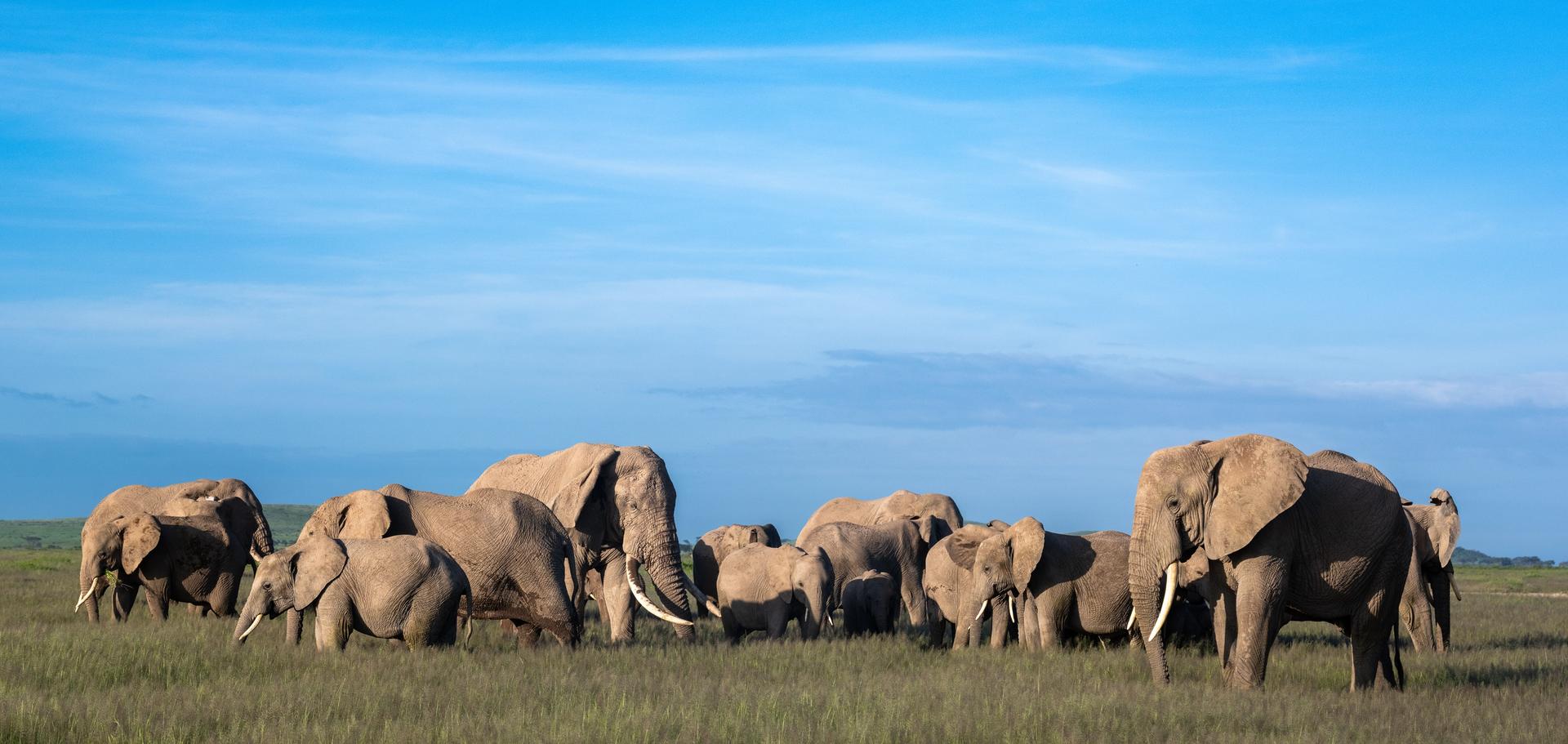 A large herd of elephants in a grassy savanna under a blue sky.
