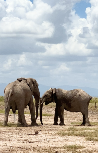 Two elephants, one urinating and the other muddy, face each other in a dry field under a cloudy sky.