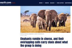 A family of African elephants walking through dry grass.
