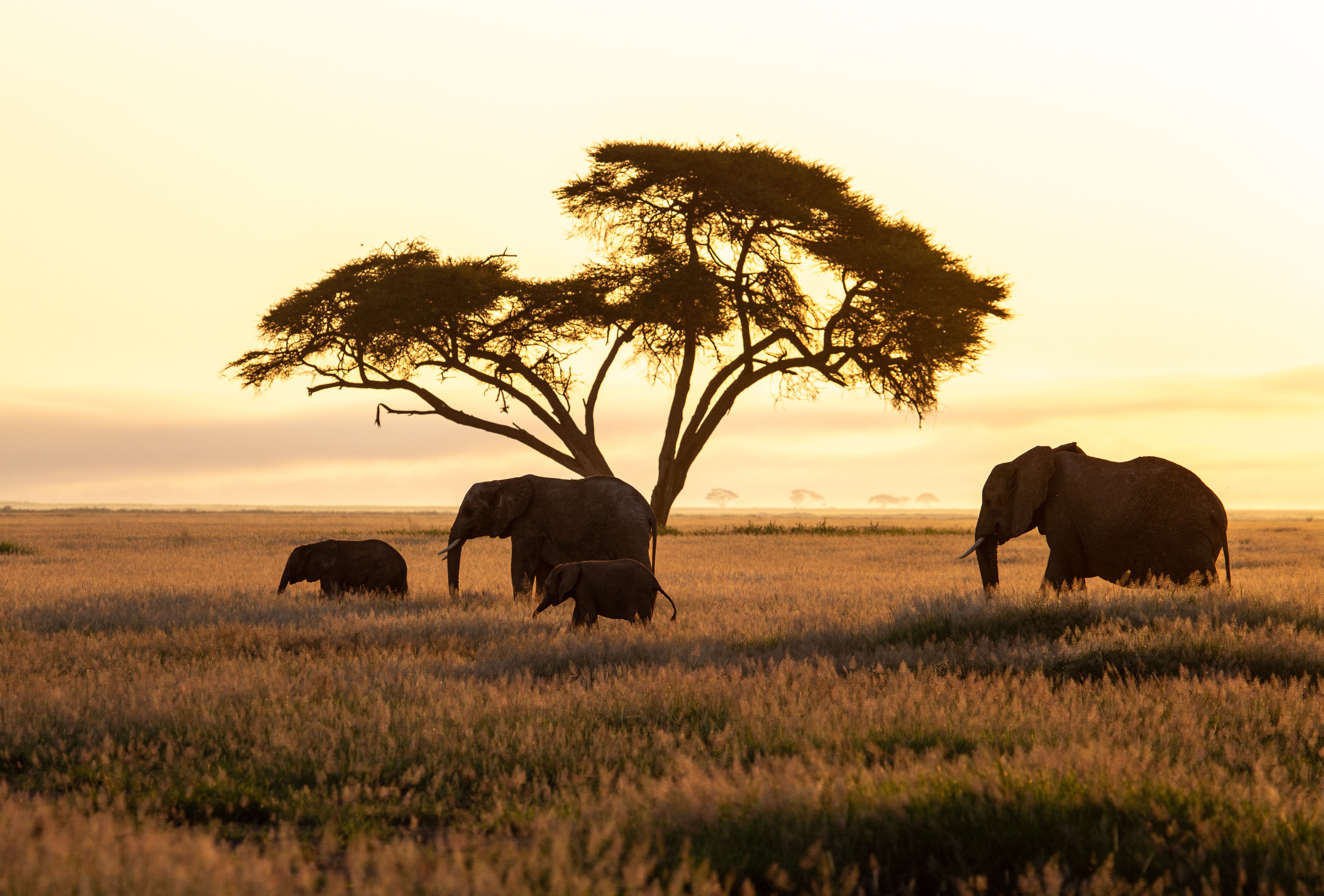 At dawn elephants in Amboseli move toward the permanent swamps.