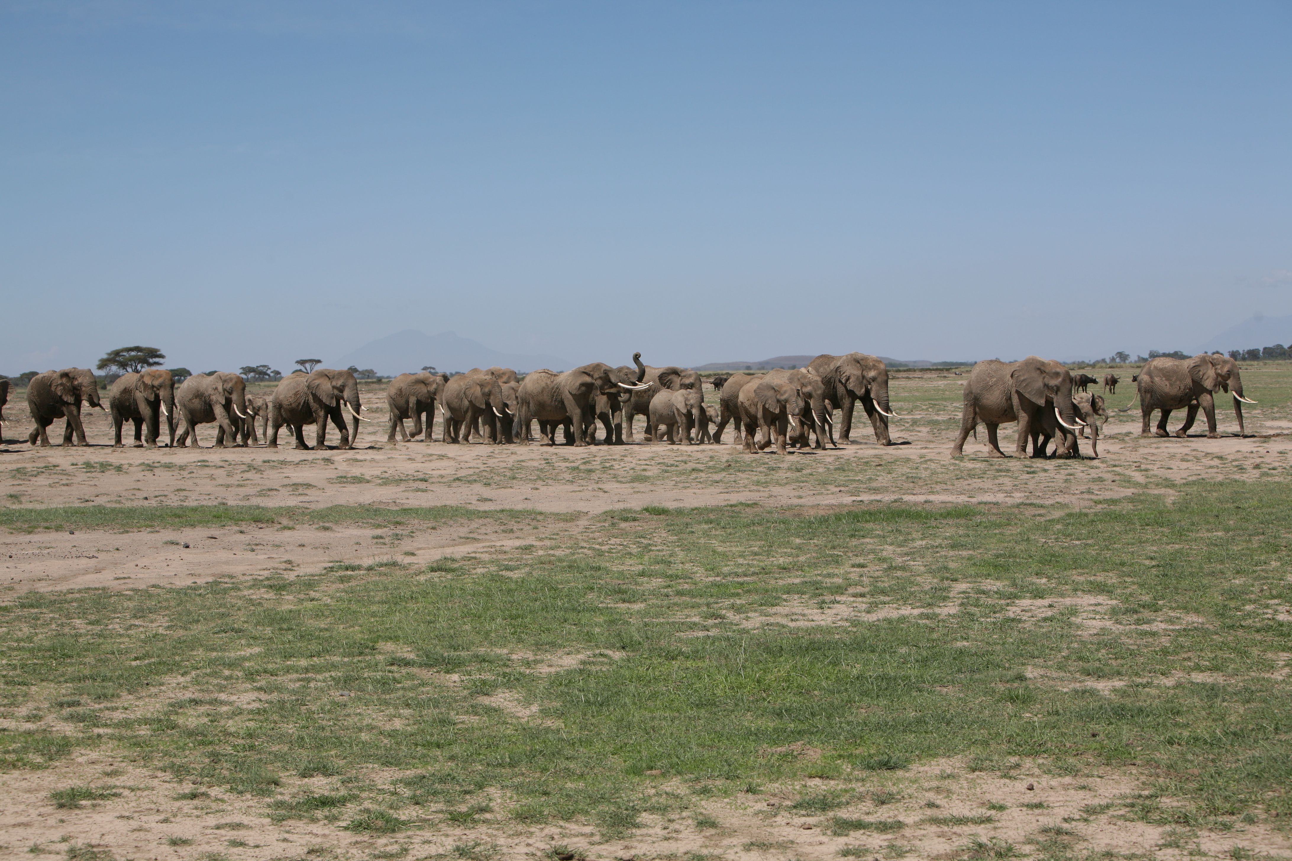 A large herd of elephants walks across a dry savanna under a clear sky.