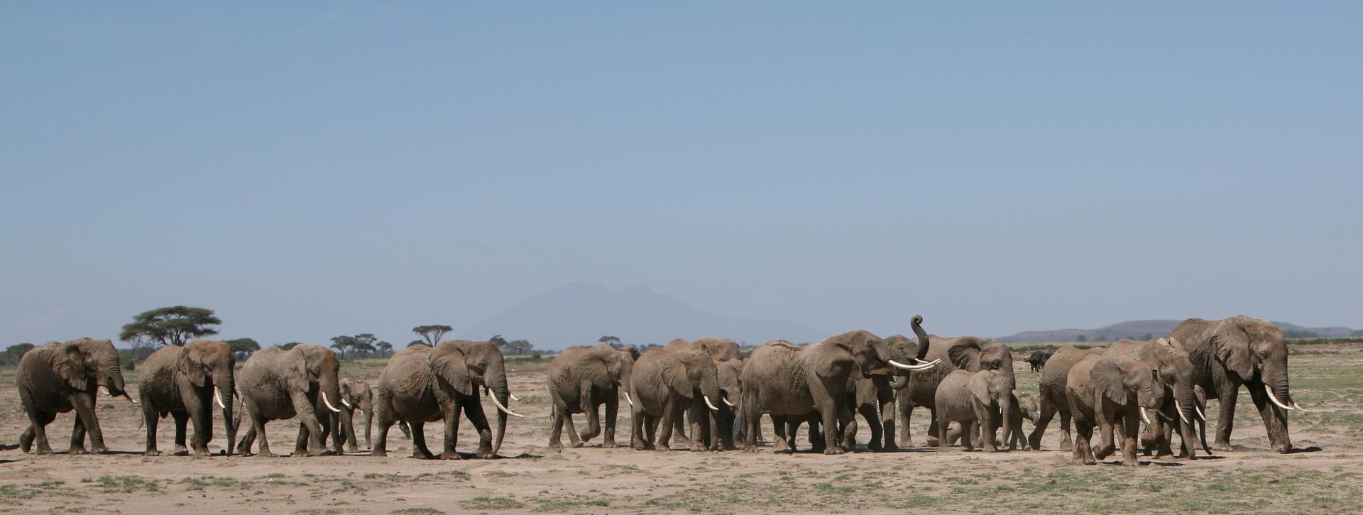 A large herd of elephants walks across a dry savanna under a clear sky.