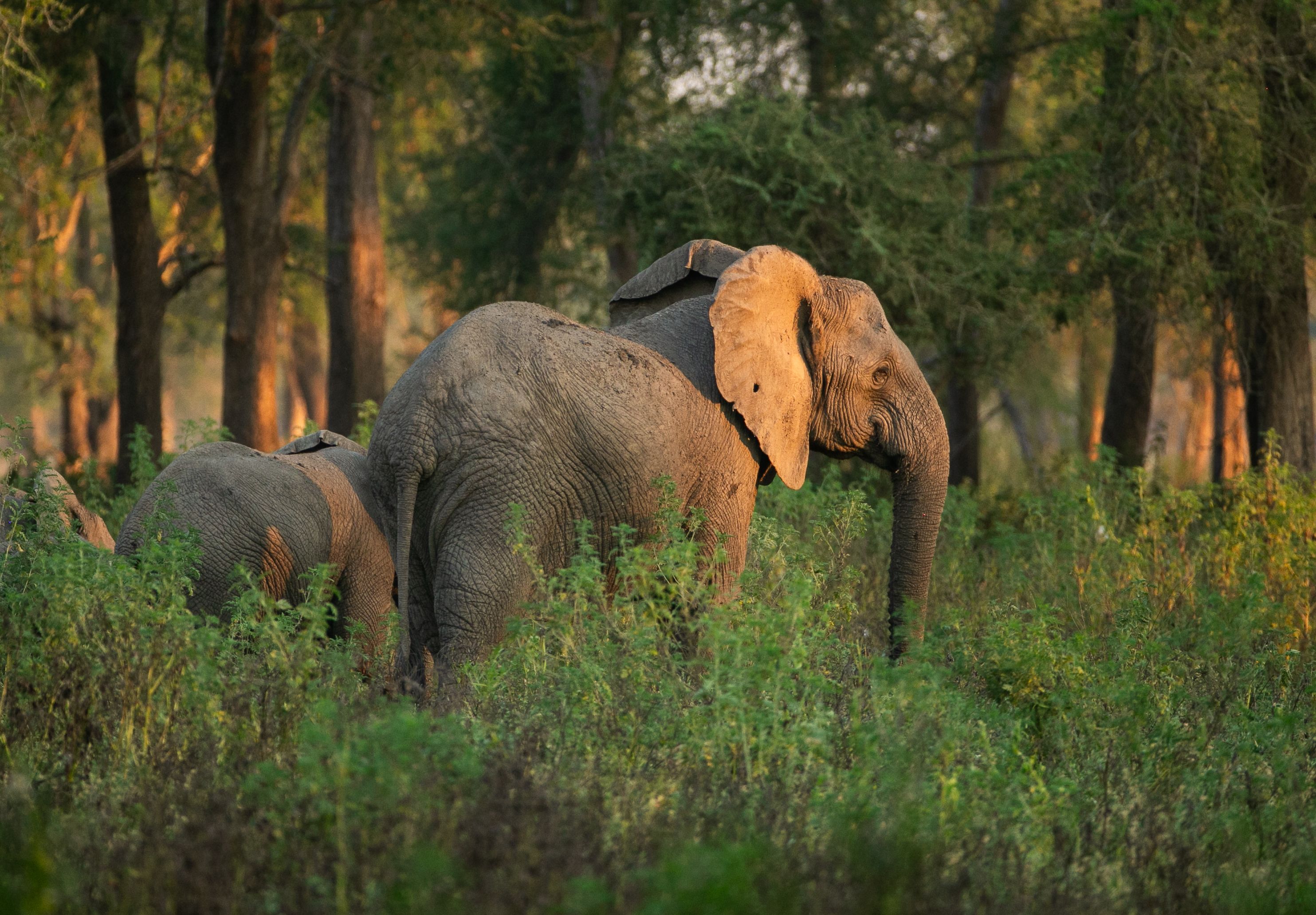 Two elephants in sunlit green foliage with a forest background.