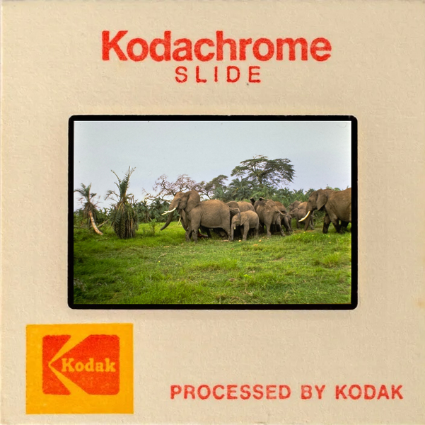 Kodachrome slide of a herd of elephants with babies in a green landscape.