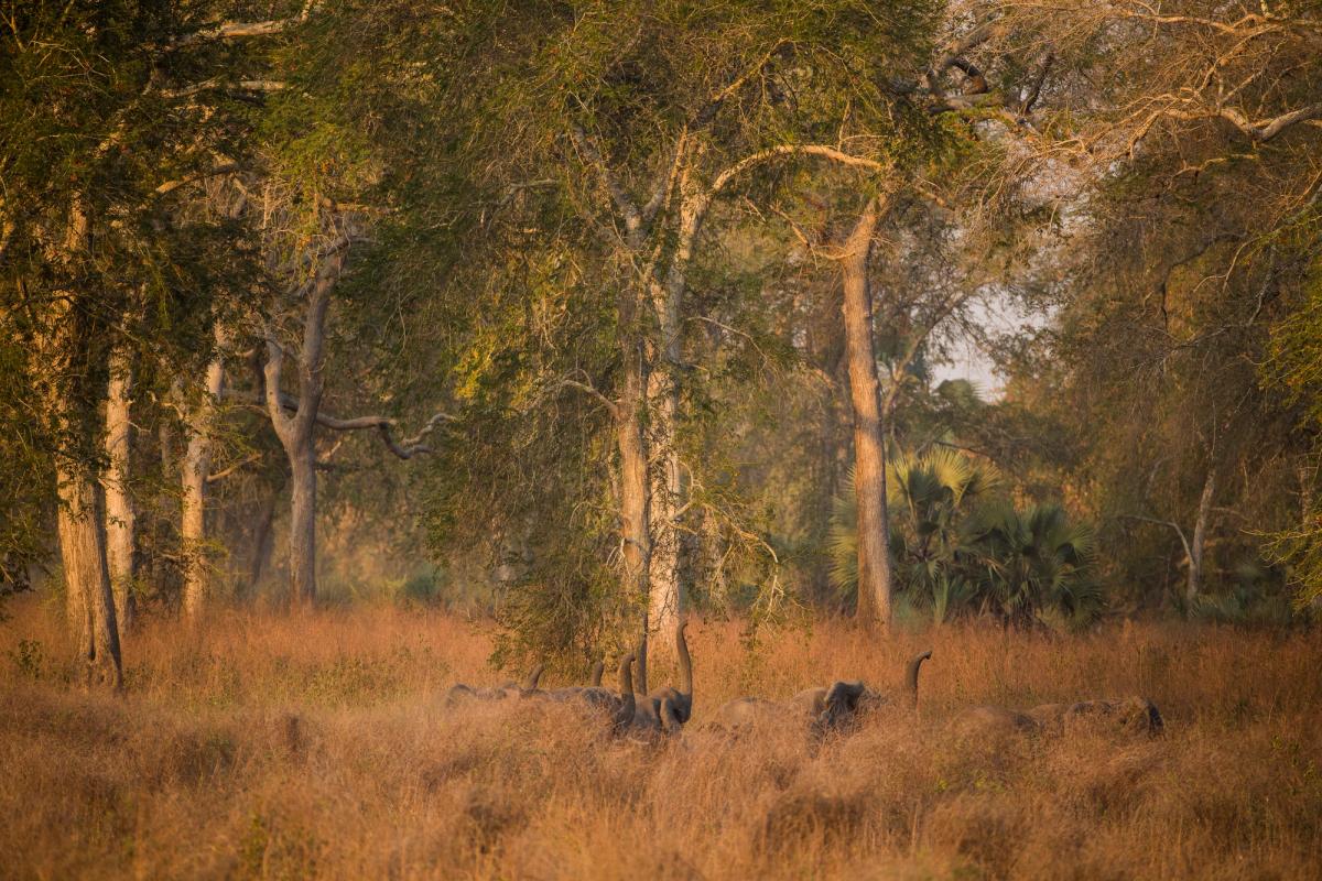 Several elephants partially obscured by tall, golden grass in a sunlit forest.