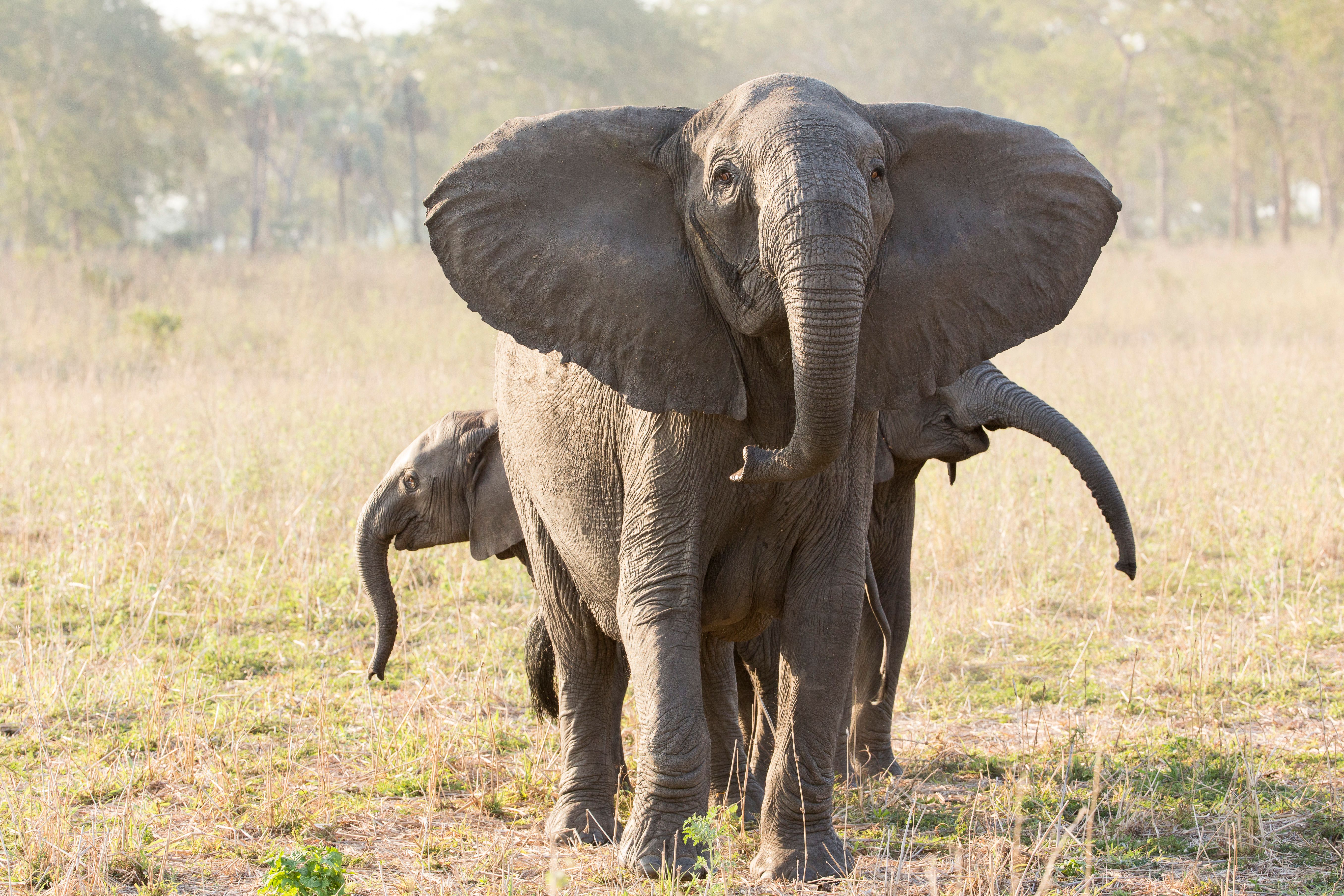 Gorongosa Elephants: A Culture of Aggression