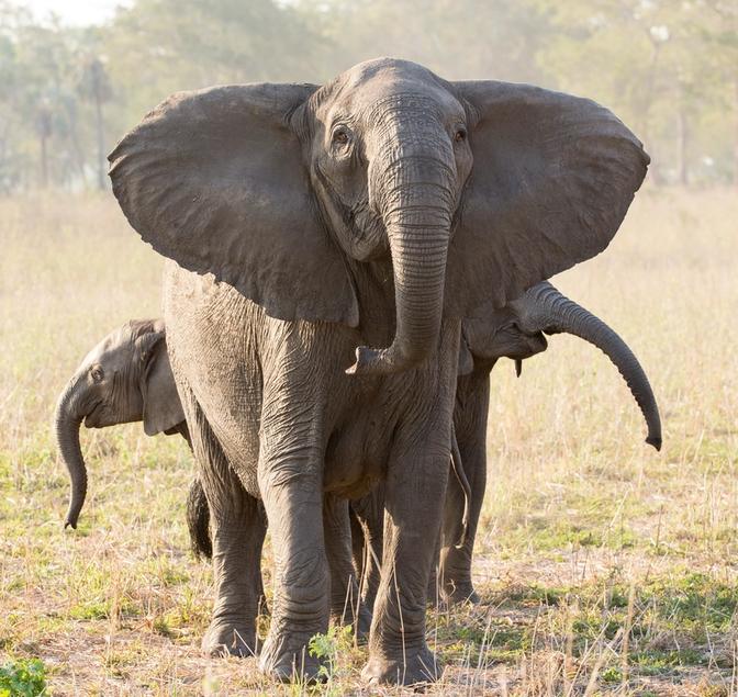 Gorongosa Elephants: A Culture of Aggression