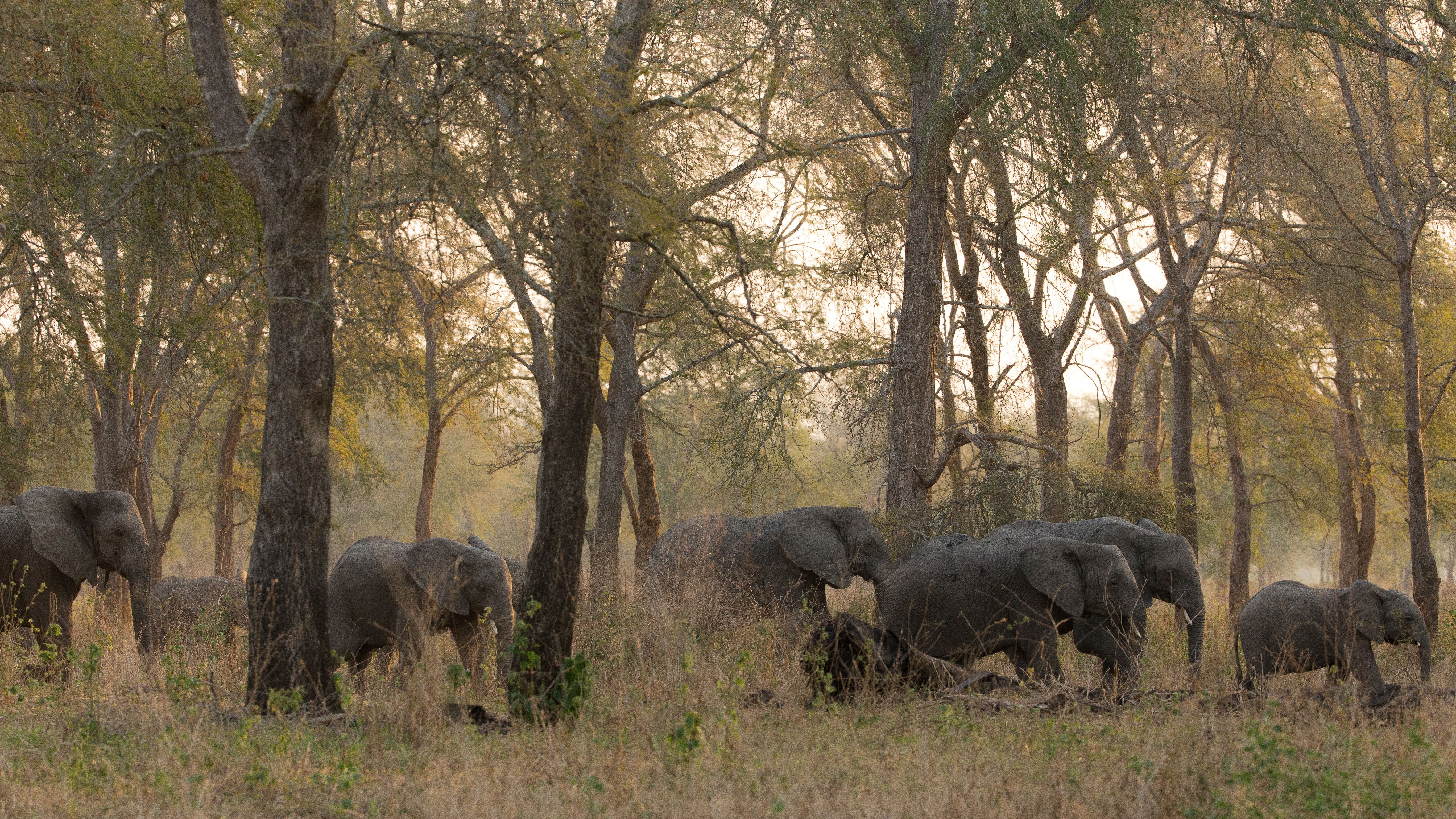 A herd of elephants in a wooded savanna with tall grass and trees.