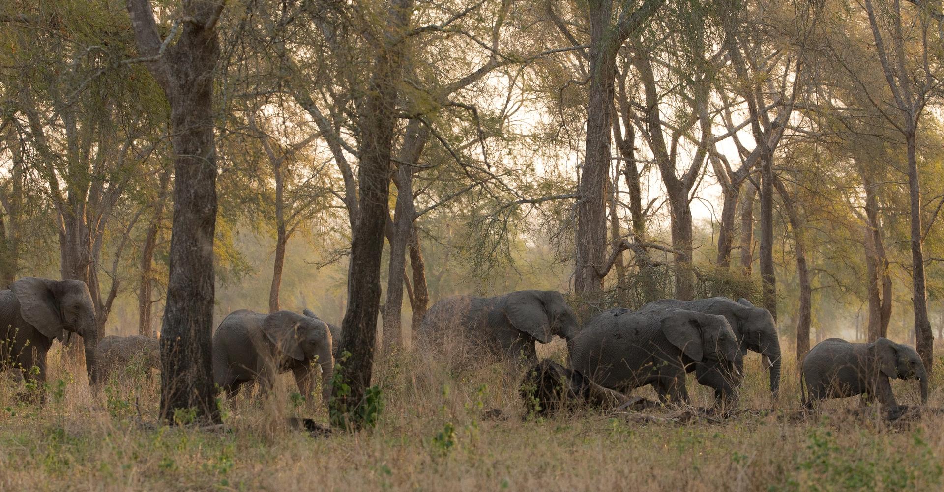 A herd of elephants in a wooded savanna with tall grass and trees.