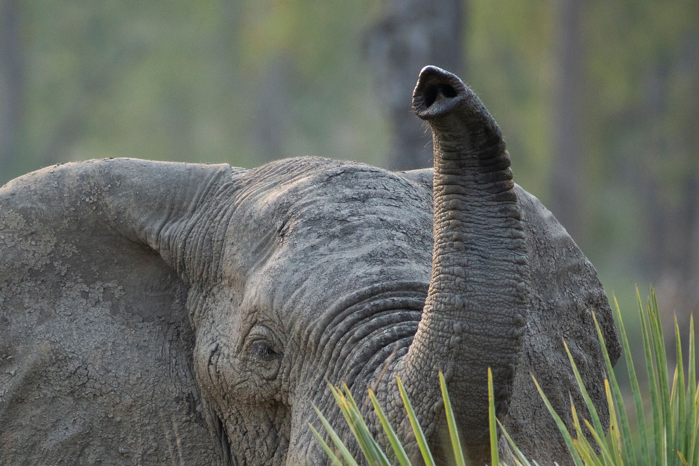 An adult elephant touches a smaller elephant with its trunk in a dry, grassy field.