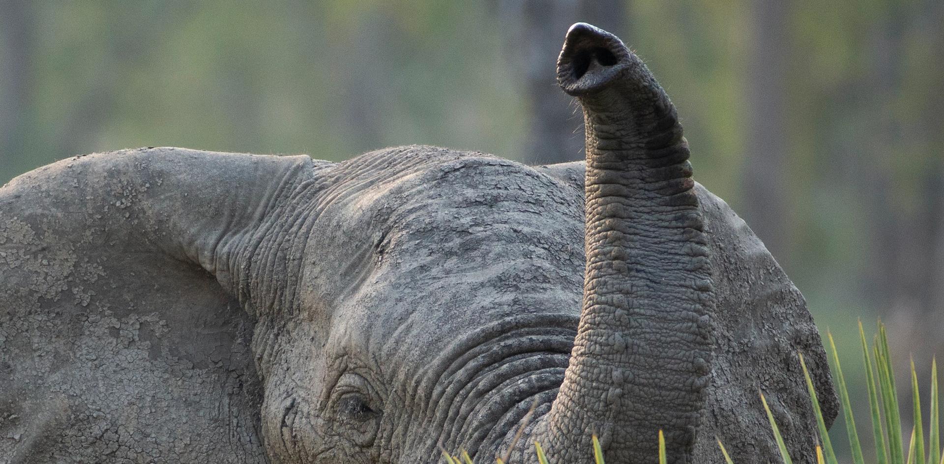 An adult elephant touches a smaller elephant with its trunk in a dry, grassy field.