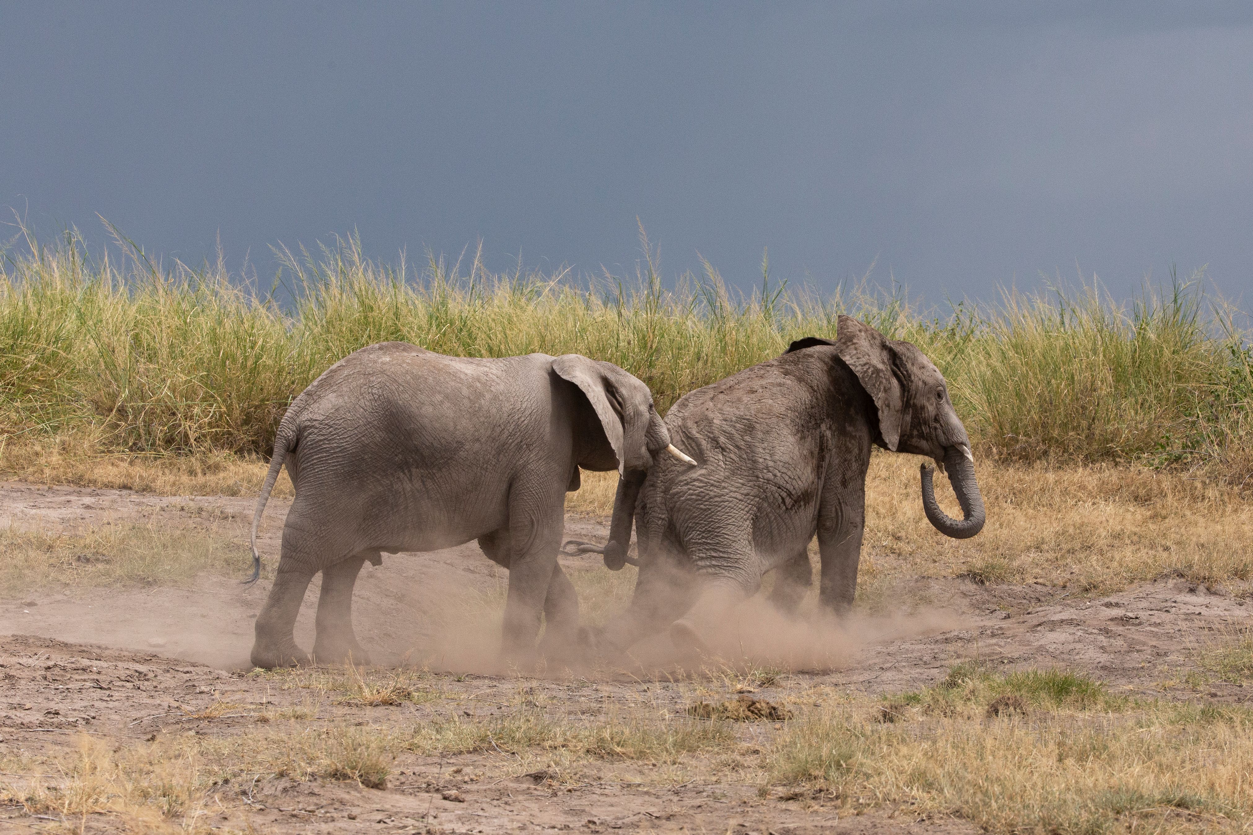 Two elephants kick up dust in a dry, grassy field.