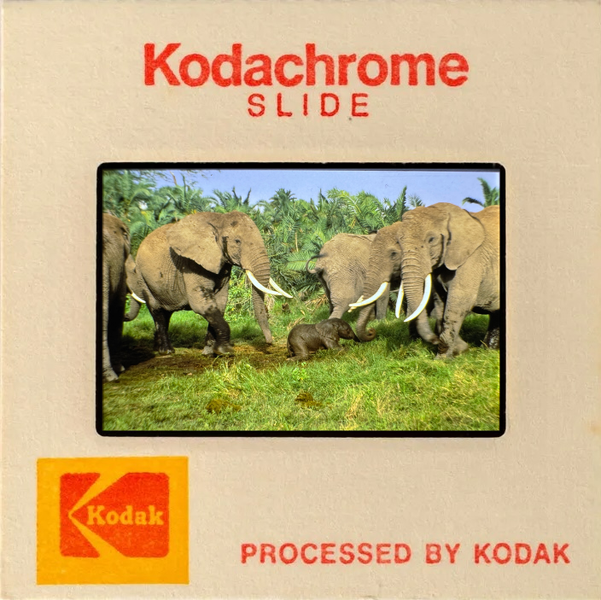 Kodachrome slide showing a herd of elephants with a calf in a tropical grassy landscape.