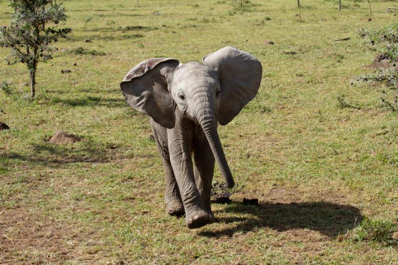 A baby elephant walks forward in a grassy field.