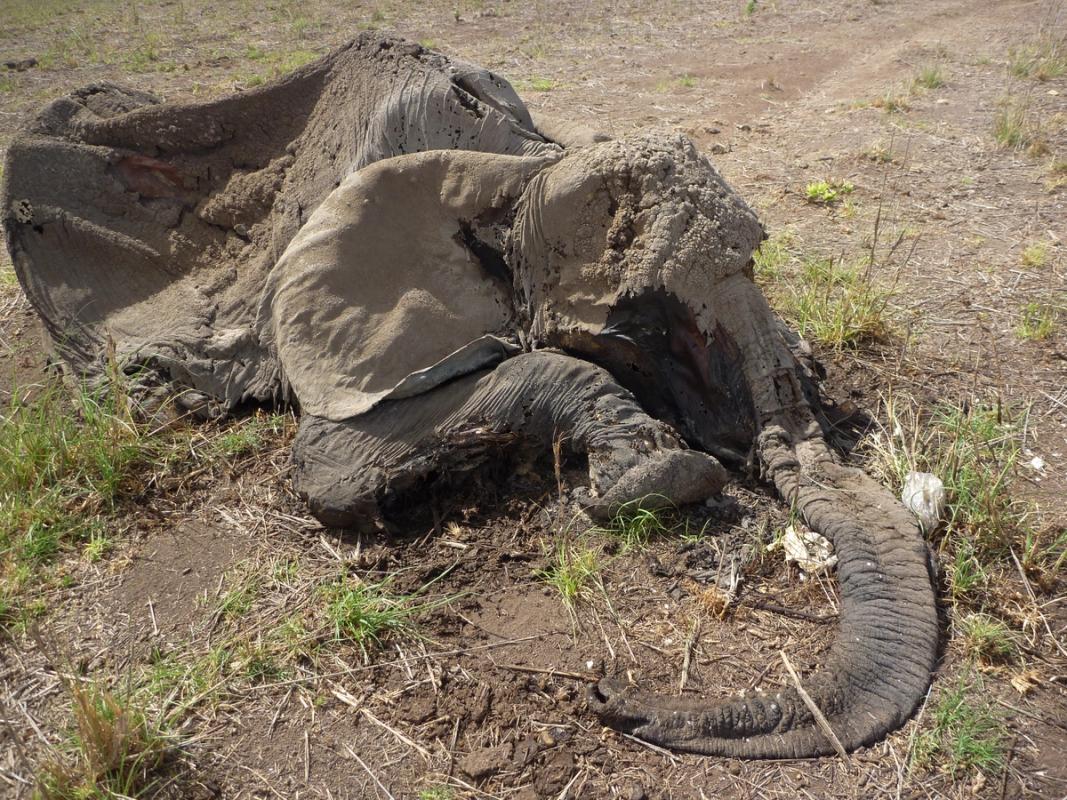 Elephant carcass lying on dry ground.