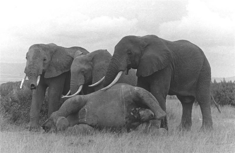 A black and white photo shows three elephants standing over a fourth elephant lying on its back in a grassy field.